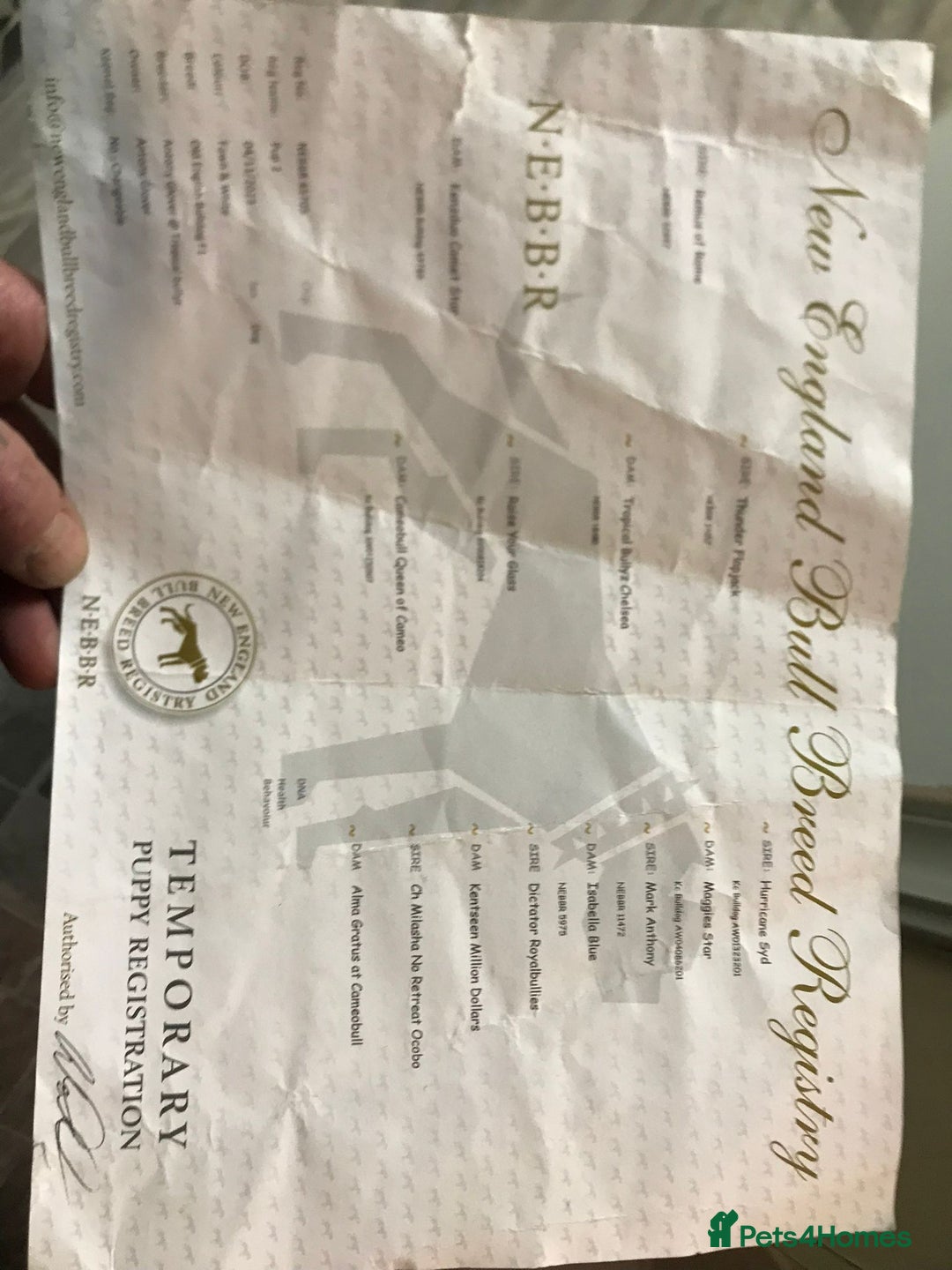 Olde English Bulldogge dogs for sale: Beautiful OE Bulldog needing a new home - Advert 4