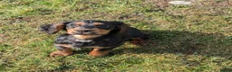 Cocker Spaniel dogs for sale: Black and Tan Cocker Spaniel - Advert 3