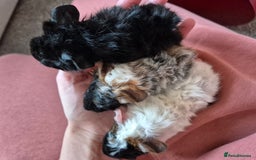 Guinea Pig rodents for sale: Baby Guinea pigs - Image 2