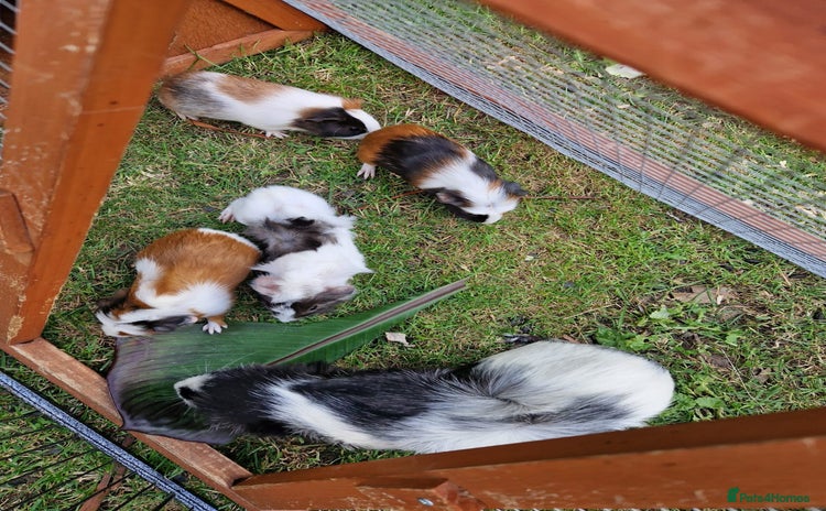 Guinea Pig rodents - Advert 13