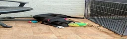 Mixed Breed dogs for adoption: Meet Ember, currently residing in Sheffield  in Sheffield - Advert 8