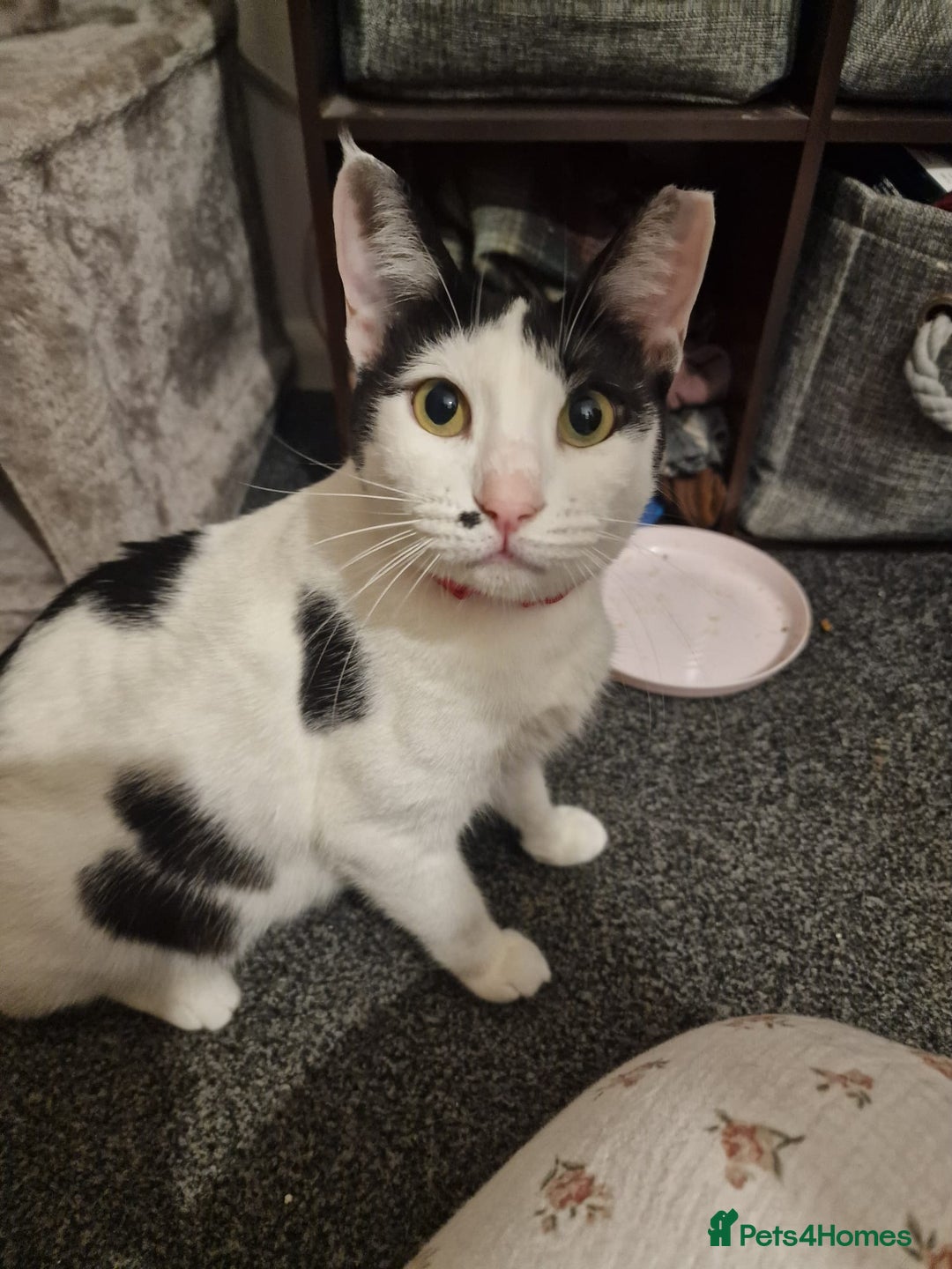 Mixed Breed cats for adoption: Indoor Rescue Lucy  - Advert 2