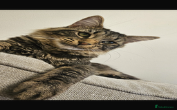 British Longhair cats for sale: 1 Male 1 Female - Advert 4