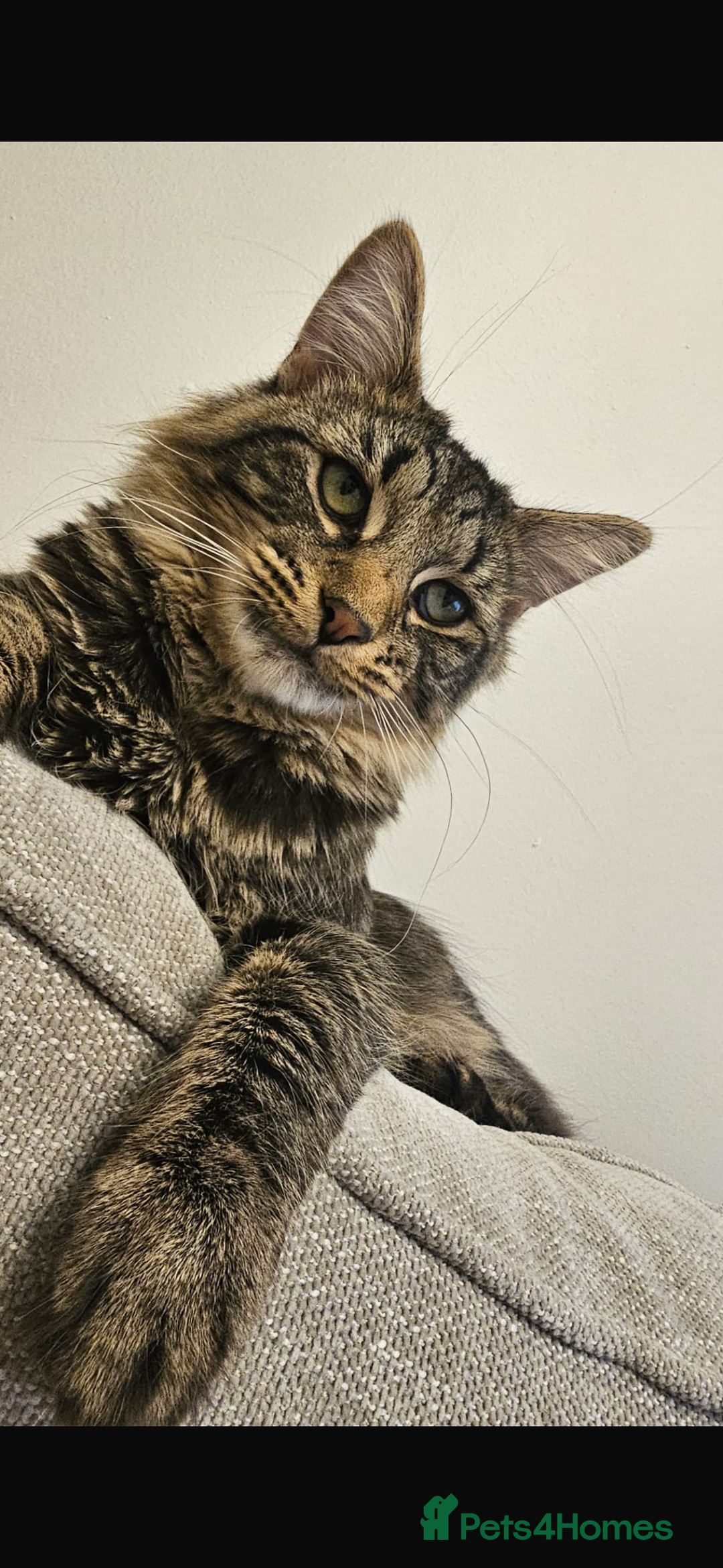 British Longhair cats for sale: 1 Male 1 Female - Advert 4