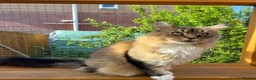 Maine Coon cats for sale: Stunning cat female Maine Coon black ticked tabby - Advert 8