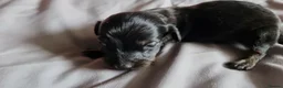 Miniature Dachshund dogs for sale: Long Haired Miniature Dachshund Puppies in Stoke-on-Trent - Advert 8