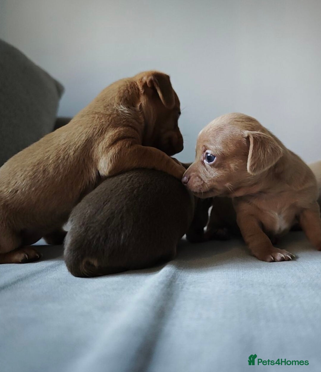 Chiweenie dogs for sale: Stunning Micro Chiweenie Litter - Smallest in UK - Advert 6