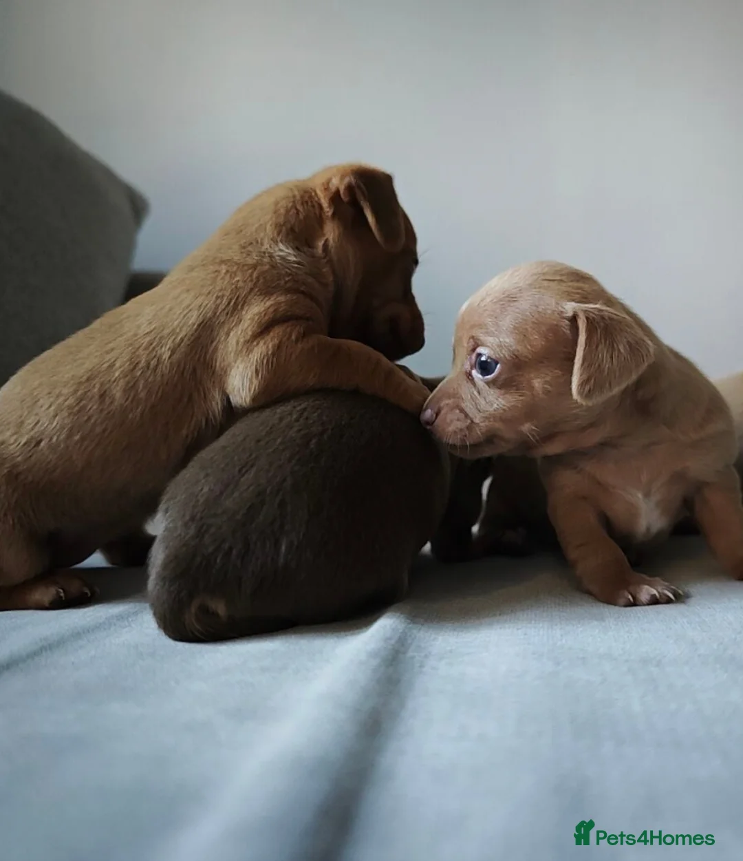 Chiweenie dogs for sale: Stunning Micro Chiweenie Last One - Smallest in UK - Advert 9
