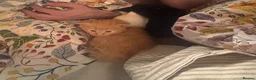Norwegian Forest Cat cats for sale: Tricolore Magic  - Advert 15