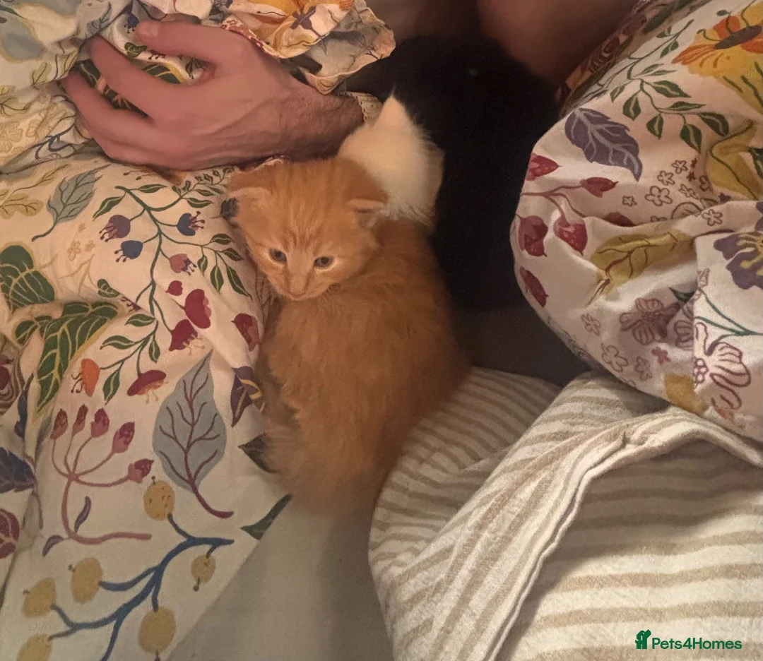 Norwegian Forest Cat cats for sale: Tricolore Magic  - Advert 15