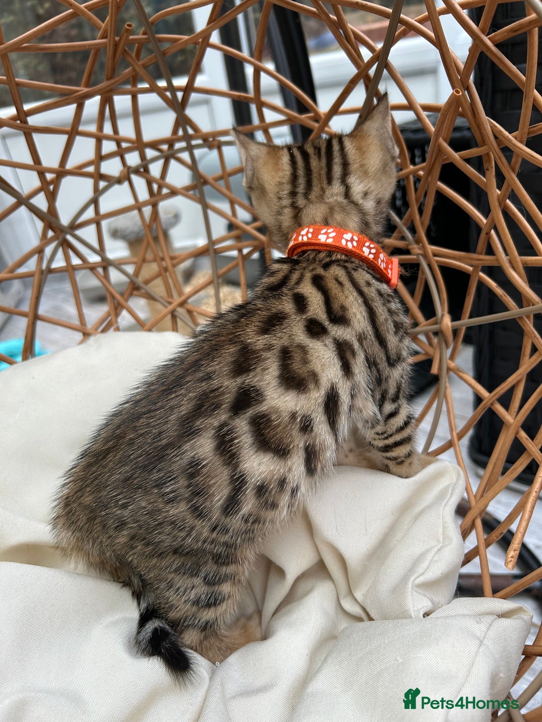 Bengal cats for sale: GORGEOUS PURE BENGAL KITTENS READY TO GO ❤️ - Image 14