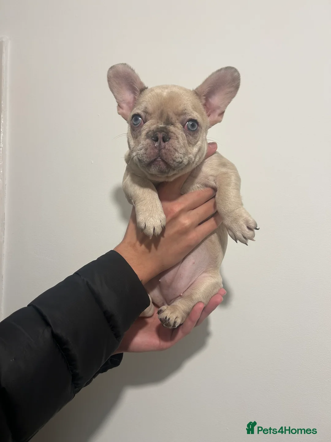 French Bulldog dogs for sale: French bulldogs  - Advert 11