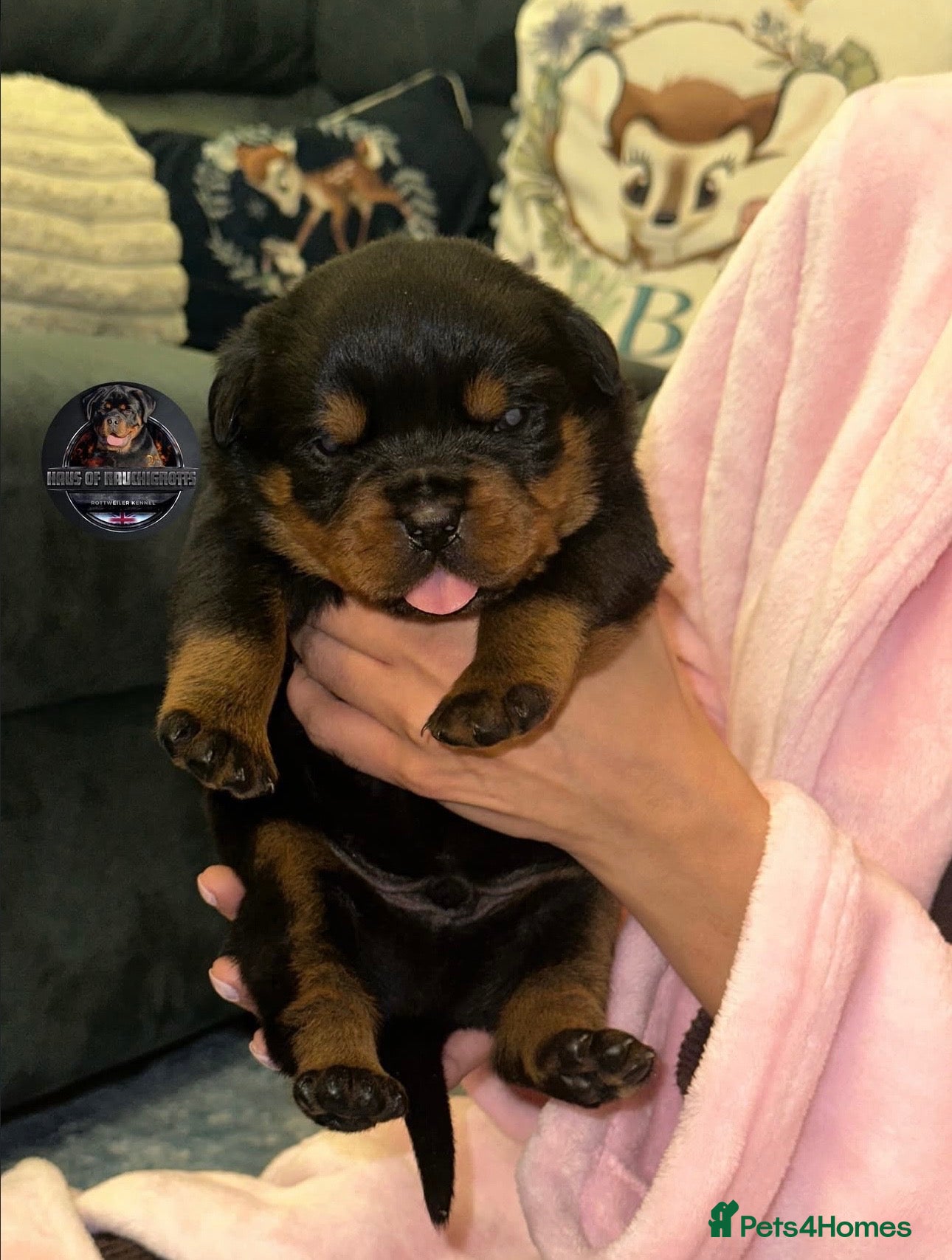 Rottweiler dogs Outstanding Rottweiler Litter Of 6 Beautiful Boys - Advert 1
