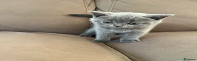 British Shorthair 1