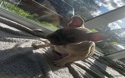 French Bulldog dogs for sale: Male french buldog puppy (lilac fawn) - Image 5