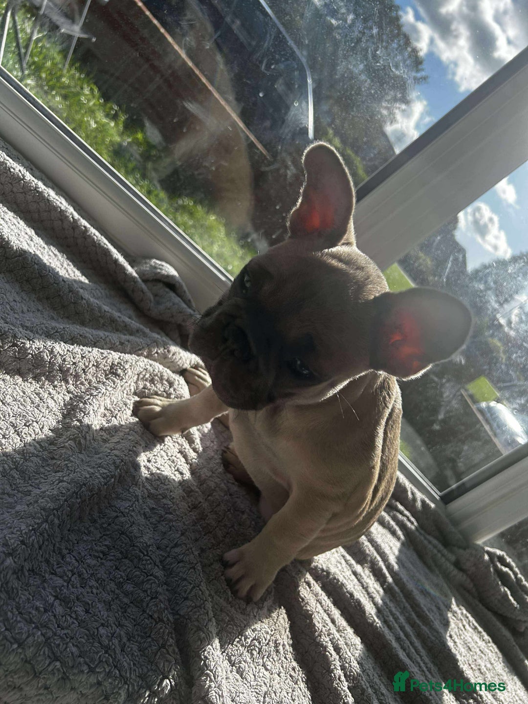 French Bulldog dogs for sale: Male french buldog puppy (lilac fawn) - Image 5