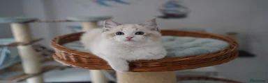Ragdoll 2