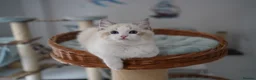 Ragdoll cats for sale: TICA registered seal lynx bicolor boy  - Advert 2