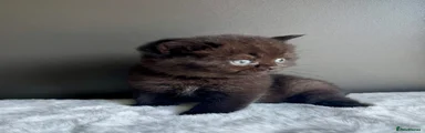 British Shorthair Kitten 2
