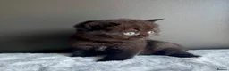 British Shorthair cats for sale: British shorthair kittens  - Advert 2