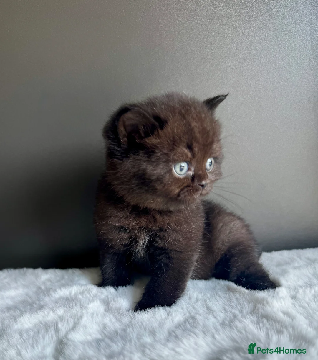 British Shorthair cats for sale: British shorthair kittens  - Advert 2