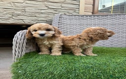 Cockapoo dogs for sale: F1 pra clear Cockapoos  - Advert 6