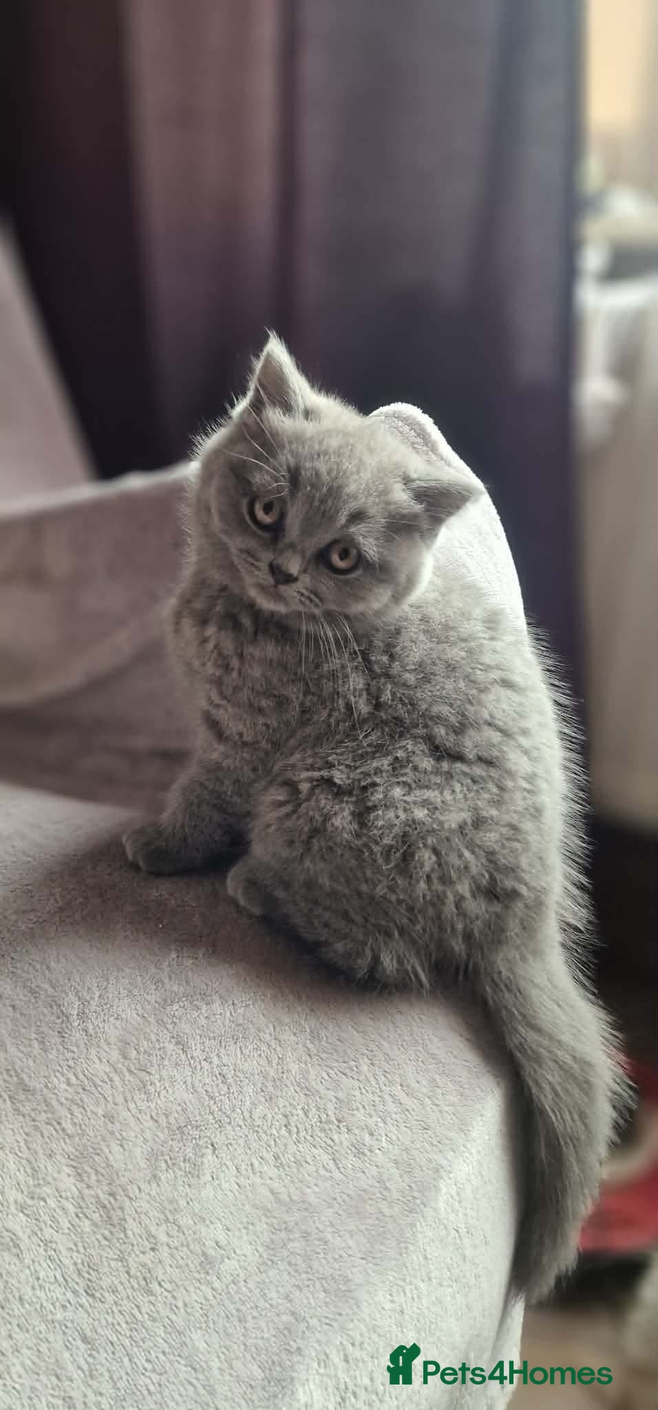 British Shorthair cats British shorthair scottish fold British longhair  - Advert 1