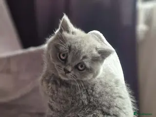 British Shorthair cats British shorthair scottish fold British longhair - Advert 4