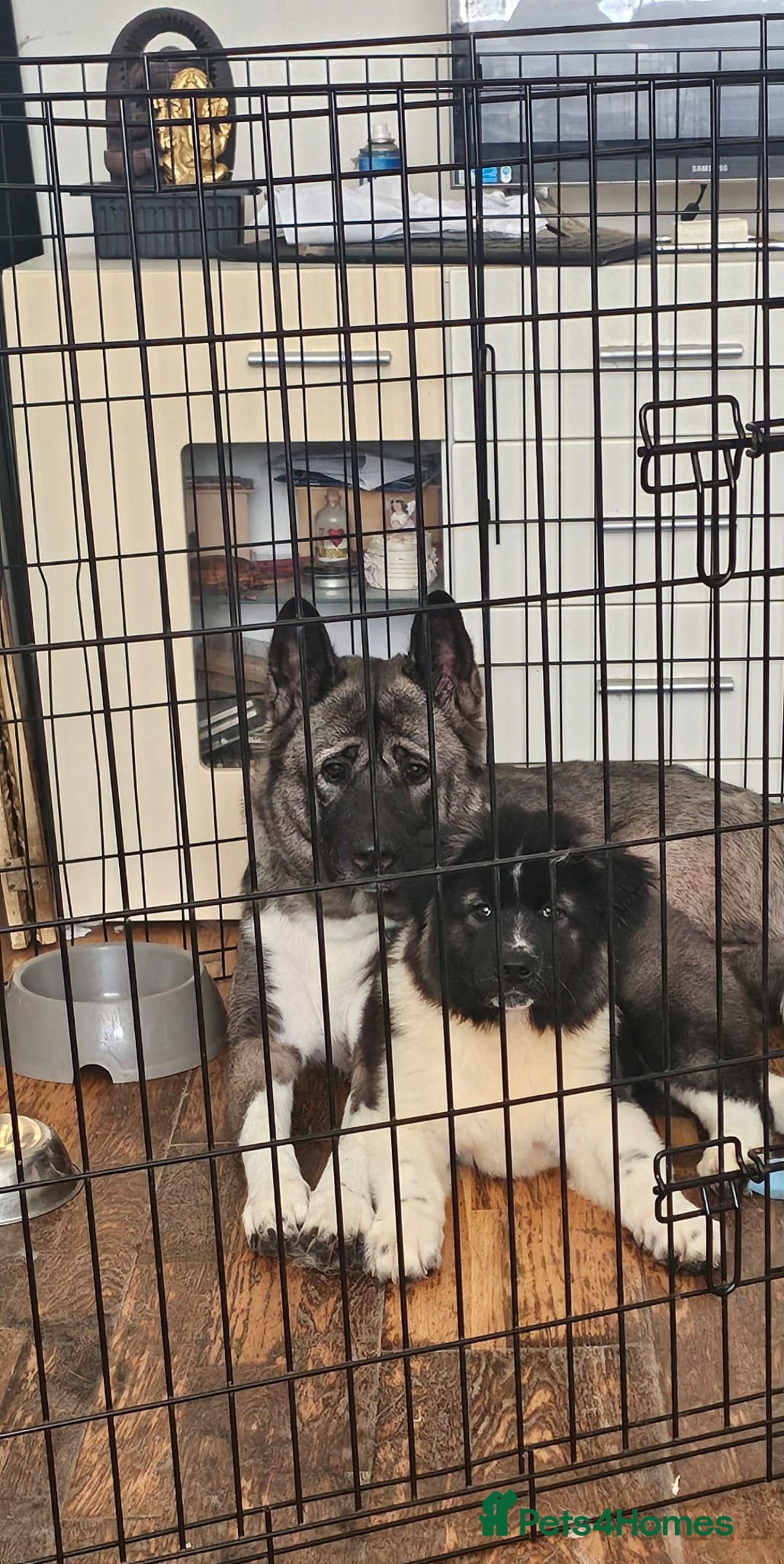 Akita dogs for sale: Akita Female  puppy - Advert 1