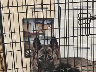 Akita dogs Akita Female puppy - Advert 1