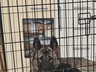 Akita dogs Akita Female puppy - Advert 3