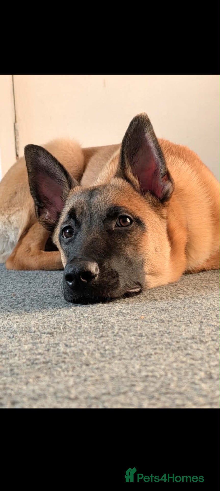 Belgian Shepherd Dog dogs 12 month maili - Advert 7
