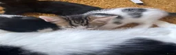Domestic Shorthair cats for sale: Kittens  in Guildford - Advert 3