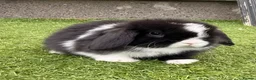 Mini Lop rabbits for sale: Mini lop babies  - Advert 4