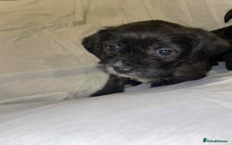 Cockapoo dogs for sale: Here I Have Too Beautiful cockerpoo Girls  - Advert 5