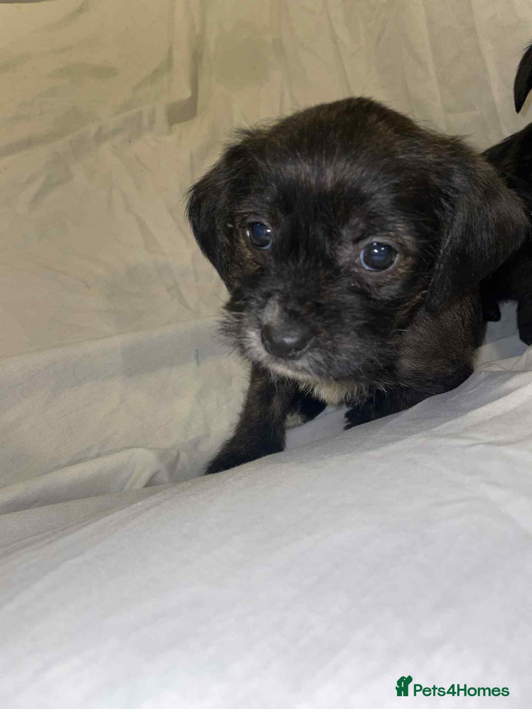 Cockapoo dogs for sale: Here I Have Too Beautiful cockerpoo Girls  - Advert 5