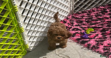 Cavapoo dogs - Advert 3