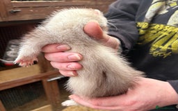 Ferret rodents for sale: Part-angora kits  - Image 2