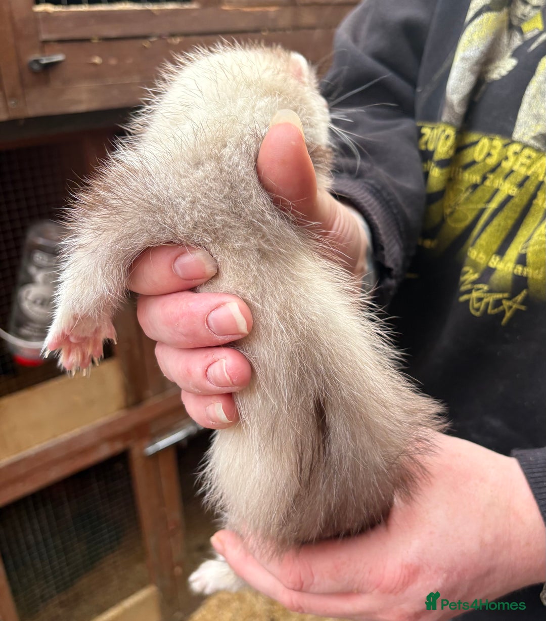 Ferret rodents for sale: Part-angora kits  - Image 2