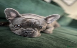 French Bulldog dogs for sale: Beautiful Blue French Bulldog – Female - Advert 1