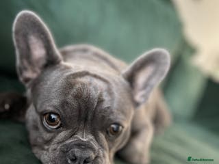 French Bulldog dogs Beautiful Blue French Bulldog – Female - Advert 8