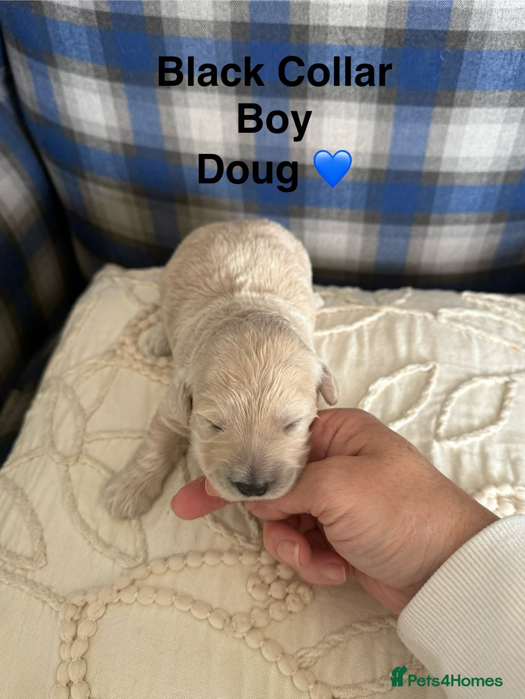 Poochon dogs for sale: Beautiful Poochon Puppies – Ready for Viewing - Image 3