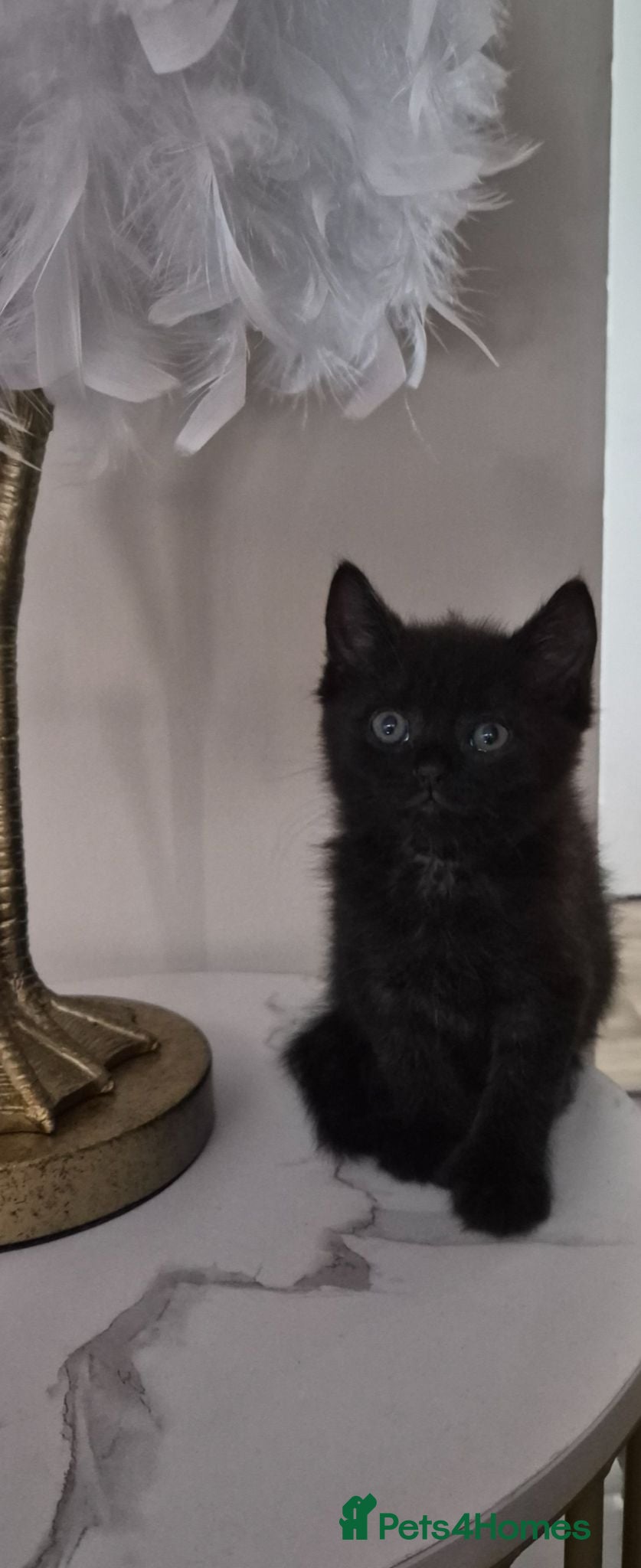 British Shorthair cats British short haired x maincoon polydactyl kittens - Advert 18