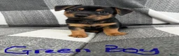 Jack Russell dogs for sale: Stunning black n tan smooth coat  - Advert 11
