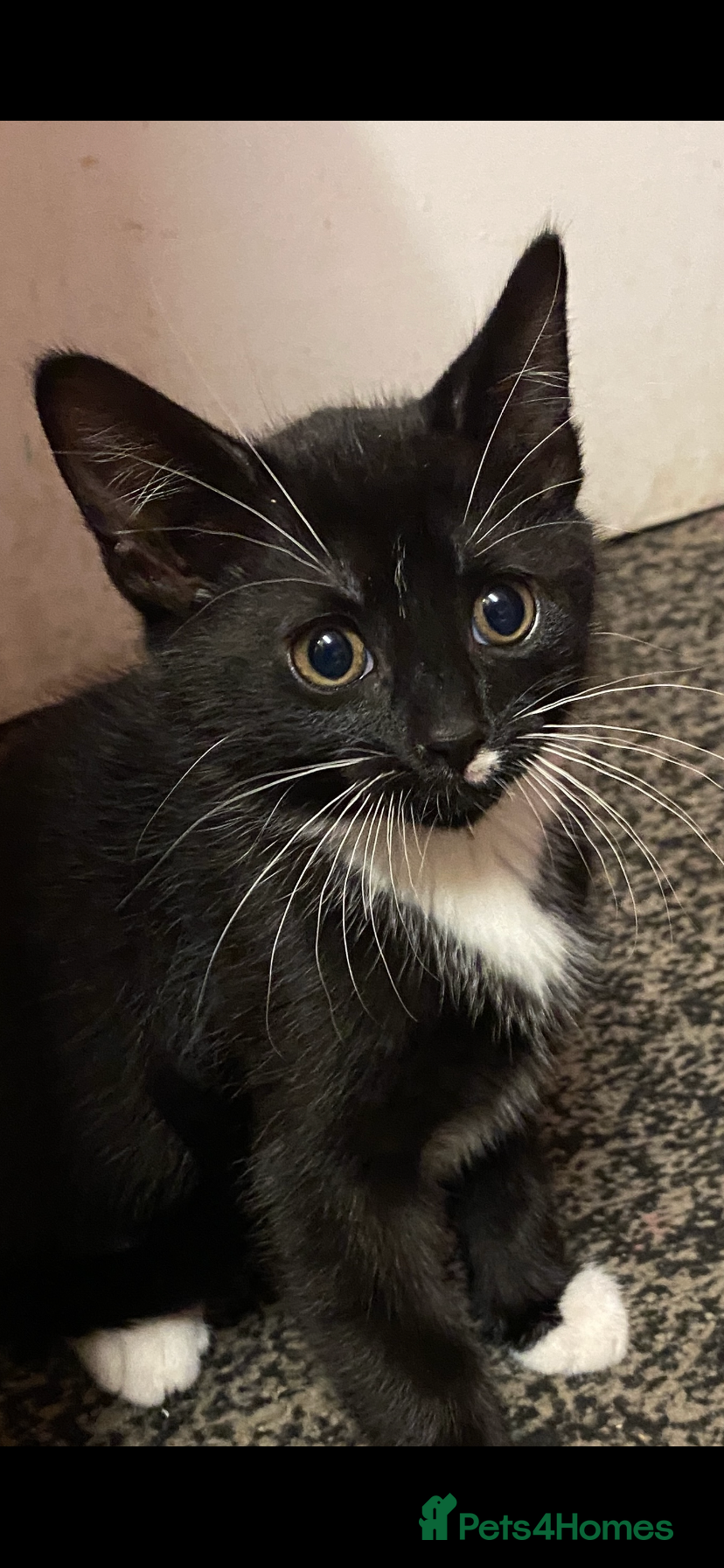 British Shorthair cats Kitten need new house  - Advert 1