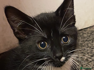 British Shorthair cats Kitten need new house - Advert 2