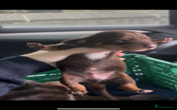 Miniature Dachshund dogs for sale: Kc registered health tested miniature dachshund  - Image 8