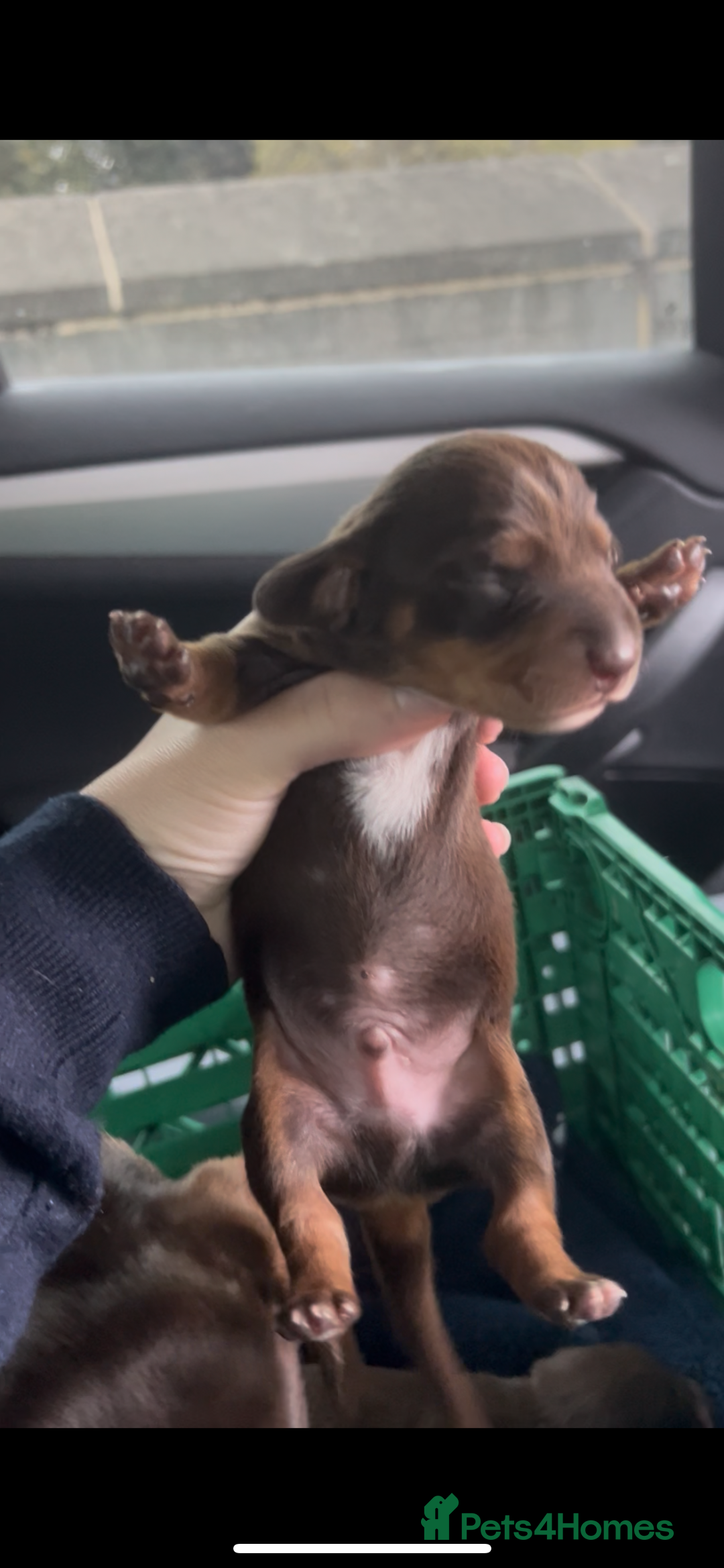 Miniature Dachshund dogs for sale: Kc registered health tested miniature dachshund  - Image 8