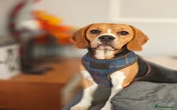 Beagle dogs for adoption: ❤️🐾 Lucy – A TRUE LITTLE GEM 🐾❤️ - Image 11