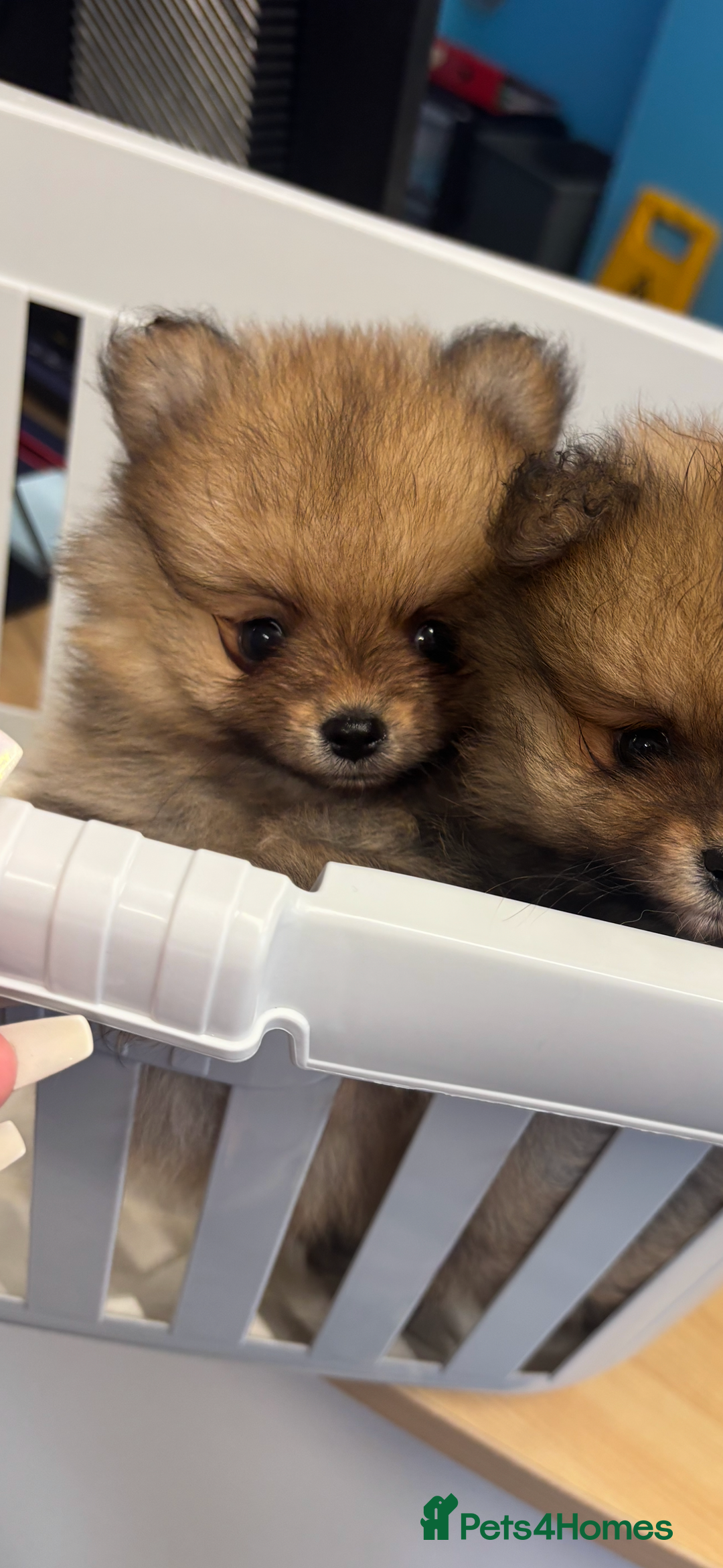 Pomeranian dogs for sale: 1 beautiful Kc registered girl Pomeranian(reduced) - Advert 25